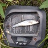First ever Society fish caught from the Broughton stretch of the Aylesbury Arm. July 2020.