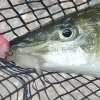 Supergobio caught from the River Lea at Batford / Harpenden, depending on how posh you think it looks, end of July 2020.