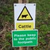 This farmer obviously thinks his cows can read. Marsworth, November 2020.