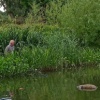Barford AC bailiff David pushing a dead muntjack out of the reeds then trying to encourage (?) it to float through the bridge to the next club
