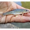 The fish that gave Mick Hardstaff Society membership as HaMi. He caught it below Tyrley Locks on the Shropshire Union in May 2023.