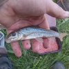 First Society forty for some little while, 43.8g <i>Uwe</i> caught by WiNe (Neil Williams) at a secret location in the shadow of the Market Drayton bypass in May 2023.