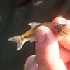 Not one of our biggest gudgeon but on a scorching hot day at Adderley locks on the Shroppie in June 2023, HaMi (Mick Hardstaff) was proving that GUGGSters can