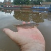 31.0g <i>Usain</i> caught in Market Drayton by WiNe (Neil Williams) towards the end of the final session of a GUGGS on the Road trip to the Shroppie in July 2023.