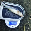 A brief late afternoon session at Gnosall on the Shropshire Union in October 2023 gave HiAd (Adele Hibbs) a new PB of 19.5g. It also put her top of the 2023 GLAM list, 3rd in the October GotM list and 10th in the 2023 Gobel Prize list.