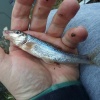 First fish recorded from the Wootton Rivers stretch of the Kennet and Avon Canal, caught by StCh (Chris Stroud) in late December 2023.