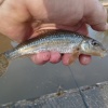 42.7g <i>Vianna</I> was our first 40 of 2024 when WiNe (Neil Williams) caught her just above Tyrley Locks on the Shroppie early in May.