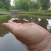 Not a clonker but still a beautiful fish caught in a beautiful spot - Stourton Junction on the Staffs & Worcs canal. May 2024