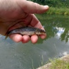 Phew - we can still call it the gudgeon stream! First gudgeon of the year to be caught from the gudgeon stream swim at Wilstone on the Aylesbury Arm. June 2024.