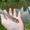 Fred Clewes became Society member ClFr when he caught this gudgeon from the Shropshire Union Canal in Chester in June 2024.