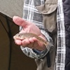 McMi (Mike McNamara) had gone some little while without catching a specimen gudgeon but 30.1g <i>Velma</i> was the first of two that he caught on the Shropshire Union at Market Drayton one (wet) morning in July 2024. KiDa (David Kirtley) was under the brolly behind him.