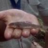 First Society fish from the Monmouthshire and Brecon Canal, caught by WiNe (Neil Williams) in August 2024.