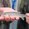 A 140-mile drive, wind, rain, hail - WiNe (Neil Williams) had put up with them all on the day but it was made worthwhile when he caught his PB, 48.2g <i>Vincent</i>, from the Shroppie at Market Drayton in September 2024.<br />