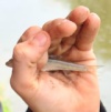 On a very wet day in September 2024, Luke Powell became PoLu, our 798th member, by catching this 12.0g gudgeon. He was one of almost 400 anglers taking part in the National Celebration of Young People and Fishing weekend on the Shropshire Union Canal.