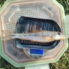 Biggest Society fish from a Tring Anglers water for several years. WiNe (Neil Williams) caught this 25.3g clonker at Cooks Wharf on the Grand Union Canal in March 2025.