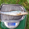 Gudgeon have been hard to come by on the Grand Union at Berkhamsted Bullbeggars recently so WiNe (Neil Williams) was pleased to catch fifteen of them one afternoon in August 2025, with this being the biggest.