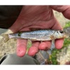 Our biggest-ever fish recorded from any Luton AC canal venue, this 28.5g clonker was caught by WiNe (Neil Williams) just below Seabrook lock in November 2025.