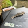 Martin Hall became Society member HaMt when he sent us this photo of a gudgeon he caught at Wheaton Aston on the Shropshire Union in November 2025. Well done, HaMt!