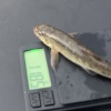 First Society fish of the New Year! One of five gudgeon that HaMt (Martin Hall) caught at Wheaton Aston in January 2026.