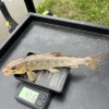 First specimen of the year (and third-biggest Society fish <i>ever!</i>) is 47.1g X-Ray caught by HaMt (Martin Hall) in Market Drayton on the Shropshire Union Canal in March 2026.