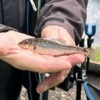 48.2g <i>Xtraordinary</i> is not a true GUGGS fish as BoAl (Alan Bowles) caught it from Berkhamsted DACs Binghams large pool in June 2026, but it seemed a shame not to show it somewhere!