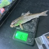 Luke Rados became GUGGS member RaLu when he caught this fish from Soudley on the Shropshire Union in August 2026. Welcome to the Society, RaLu!
