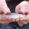 A joyful HaNe (Neal Hammond) with his first gudgeon of the year at Cooks Wharf in April 2021.
