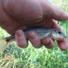 Martin Strike became GUGGS member StMi when he sent us this pic of a gudgeon he caught from the Kennet & Avon Canal just 680 yards (*) from his home in Newbury in July 2021. (* Accurate or what? (:-) )